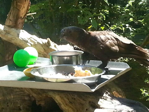 彩虹泉自然公园-罗托鲁瓦必去景点