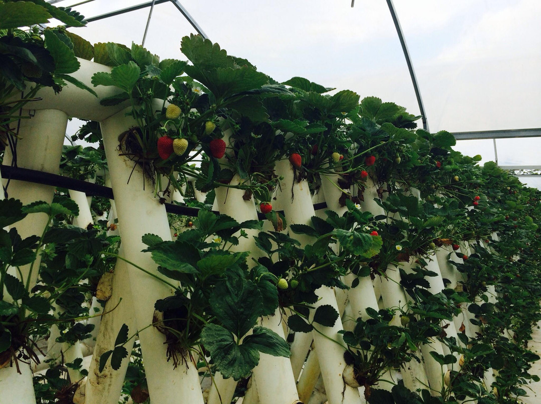 Ricardoes Tomatoes and U-Pick Strawberry Farm-麦克夸利港必去景点