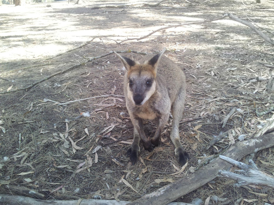 Toy Factory and Big Rocking Horse-Gumeracha必去景点
