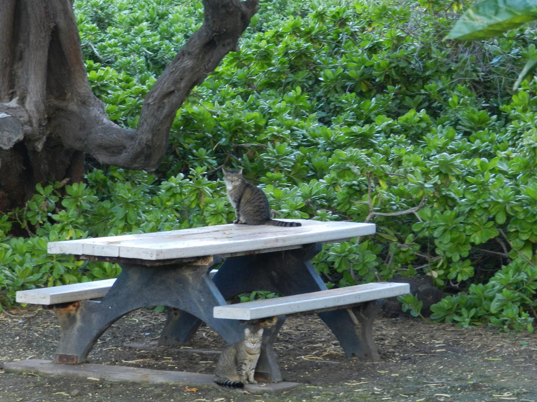 Holoholokai海滩公园-夏威夷大岛必去景点