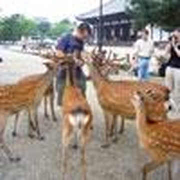 NARAWALK-奈良市必去景点