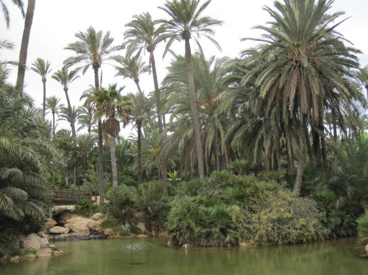 Parque El Palmeral景点图片