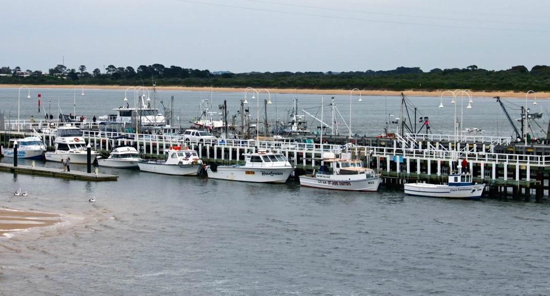 San Remo Fishermans Co-Op Pelican Feeding-圣雷莫必去景点