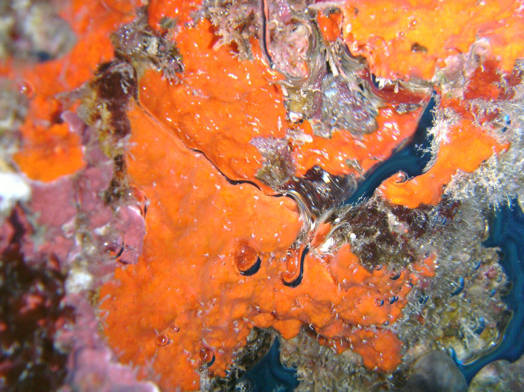 Dolphin Diving Centre景点图片