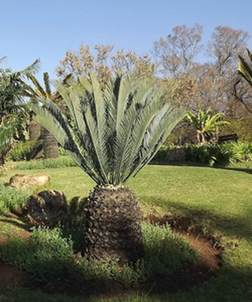 Jan Celliers Park景点门票图片