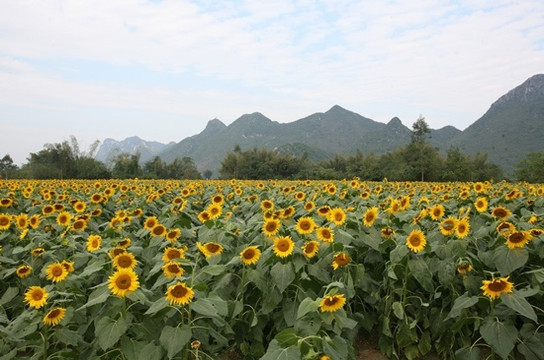 百万葵园-广州市必去景点