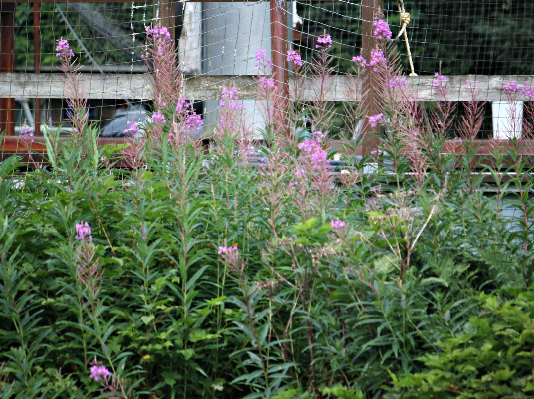 Alaska Rainforest Sanctuary-凯奇坎必去景点