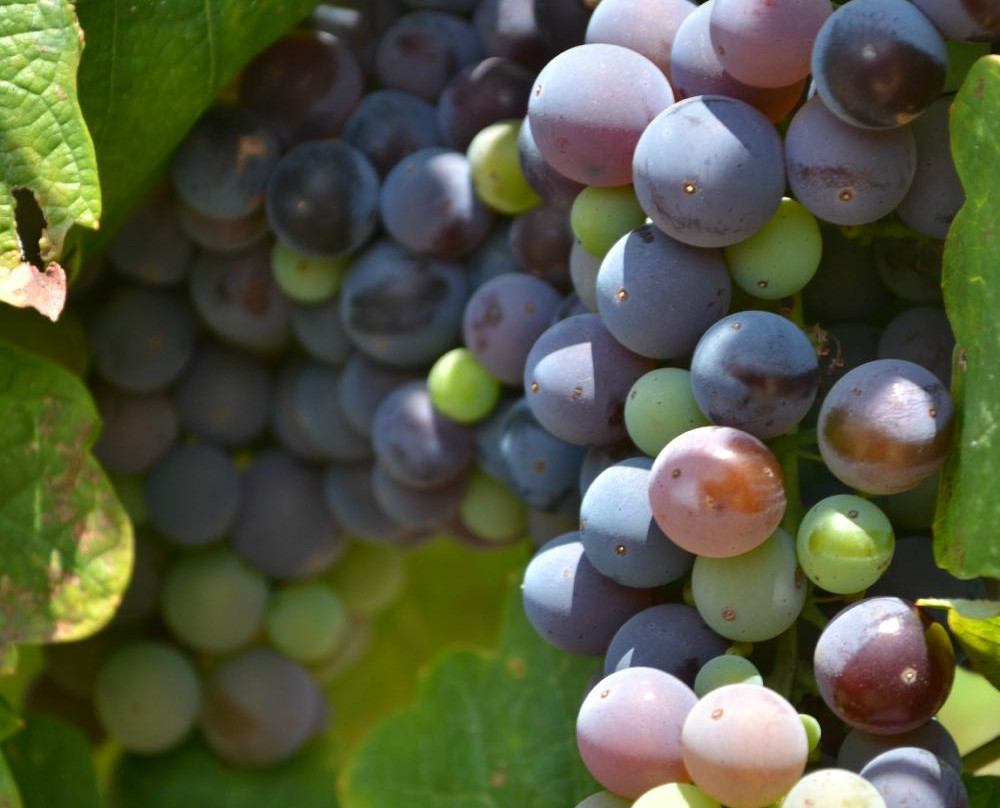 Blue Victorian Vineyards-费尔菲尔德必去景点