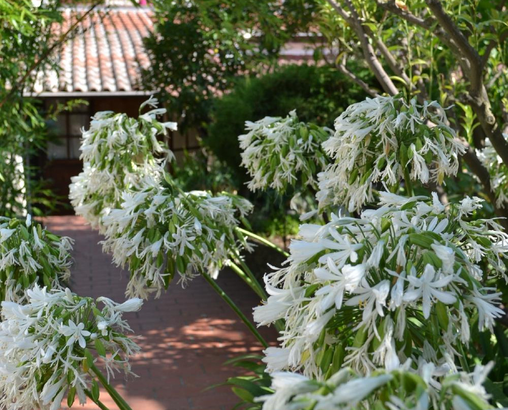 Agriturismo La Vecchia主图