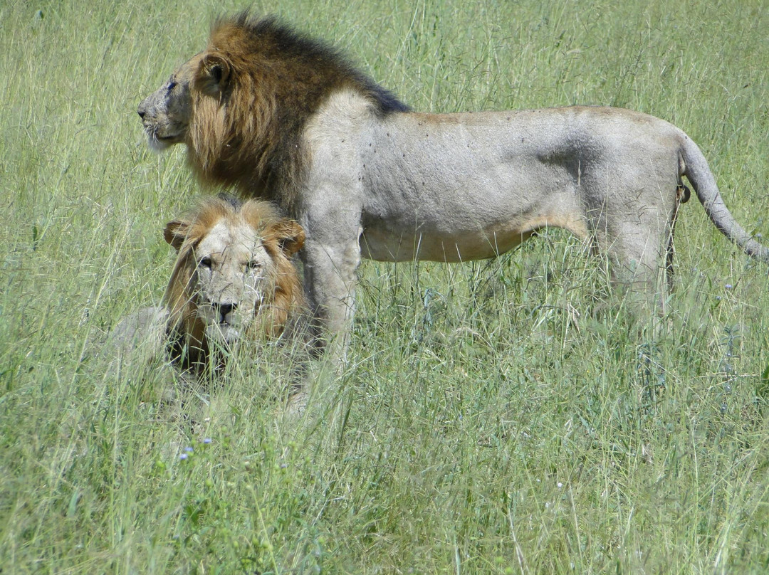 Gazelle Safaris-姆贝亚必去景点