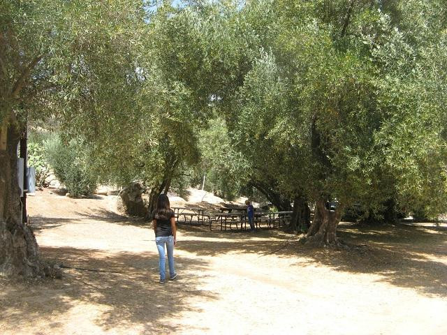 Ojai Olive Oil-奥海必去景点