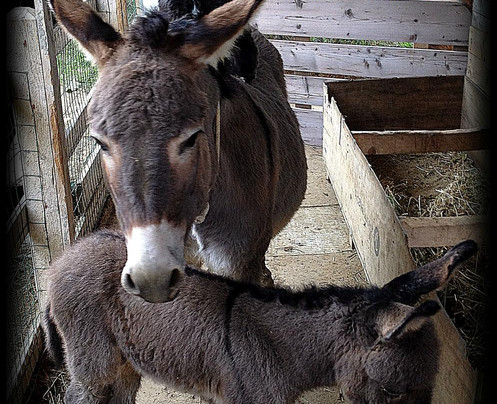 Domus Petrae B&B - Villa Tipaldi主图