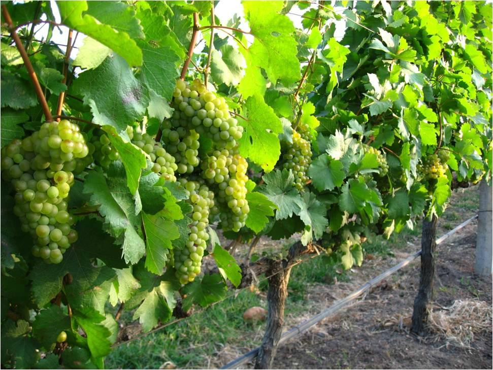 GranMonte Vineyard景点图片