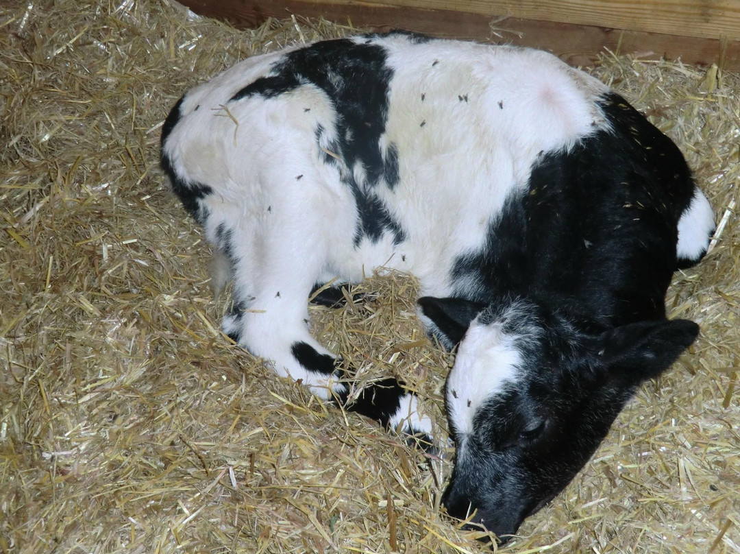 Appartement Thomanhof主图