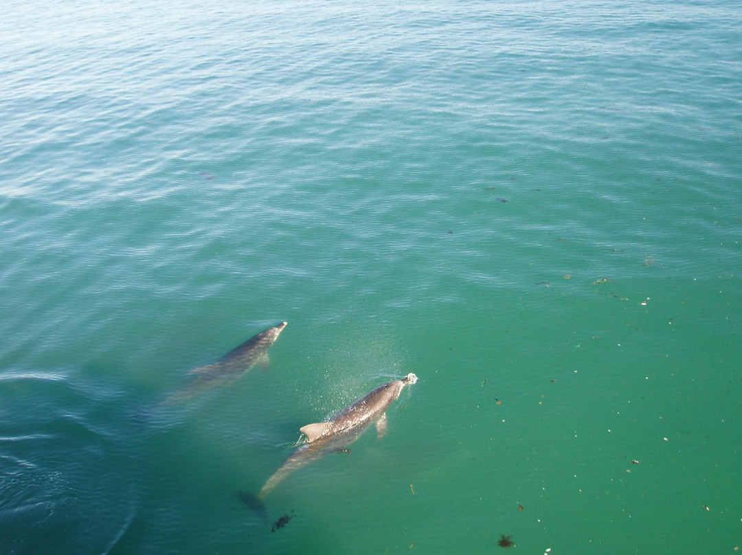 Dolphin Watch Cruises-赫斯基森必去景点