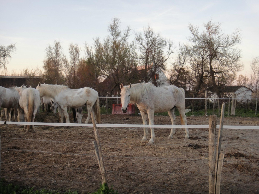 卡马格-普罗旺斯必去景点