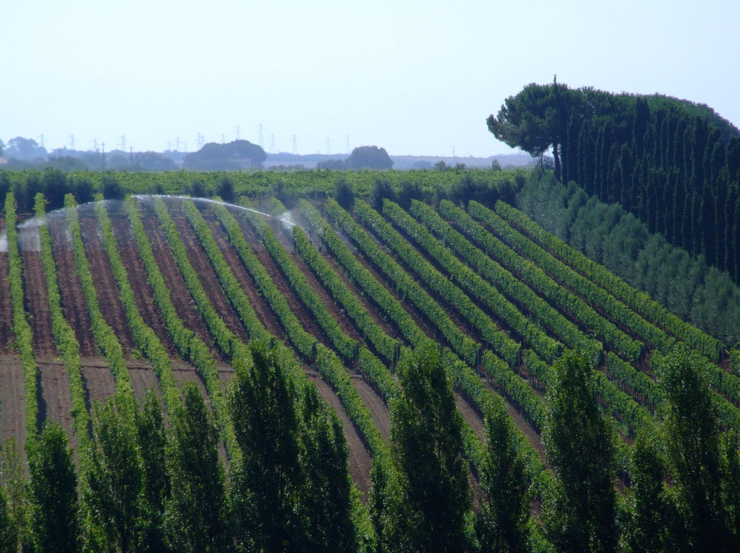Rutuli Vineyard-波梅齐亚必去景点