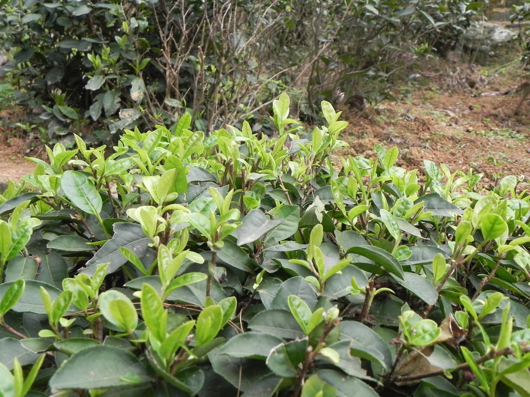 桂平西山风景名胜区-桂平市必去景点