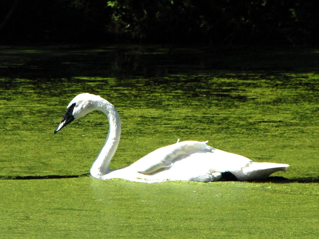 Lee G. Simmons Conservation Park and Wildlife Safari景点图片