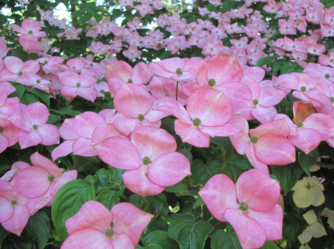 Annapolis Royal Historic Gardens-安纳波利斯罗亚尔必去景点
