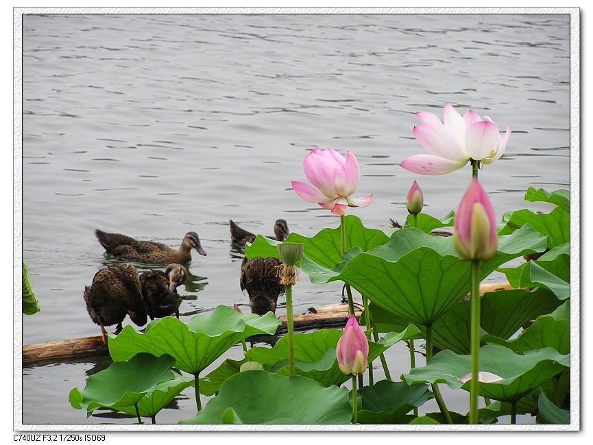 什刹海公园-北京市必去景点