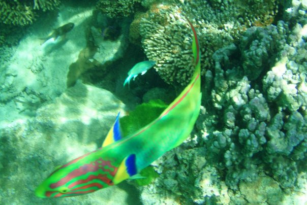 Lagoon Beach-豪勋爵群岛必去景点