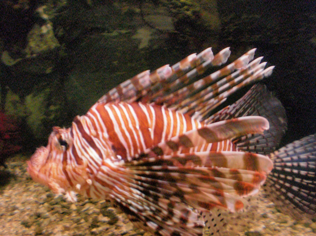 SEA LIFE Sunshine Coast景点图片