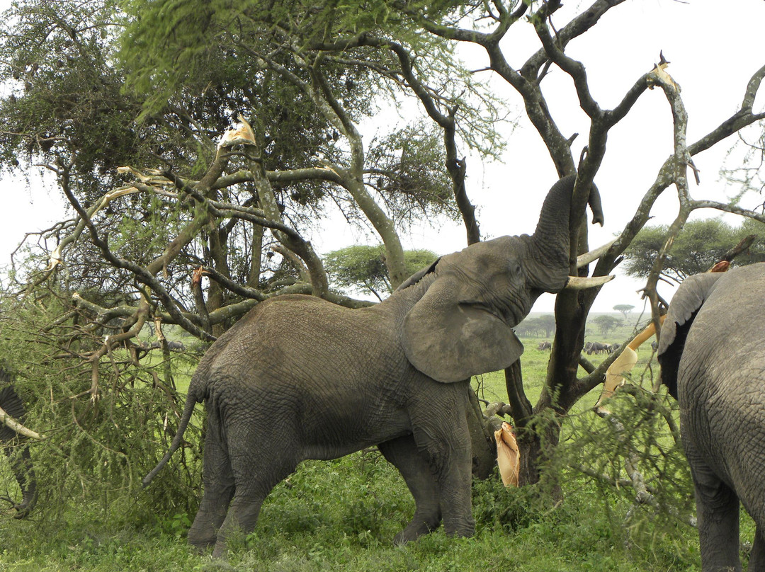 Augustine's Adventure Africa-阿鲁沙必去景点