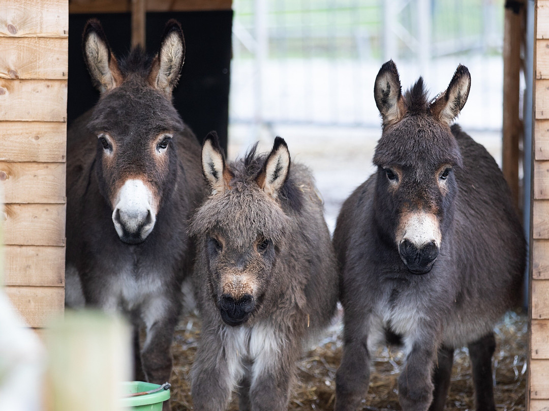 The Donkeys