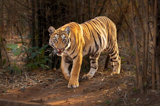 Tadoba Andhari National Park景点图片