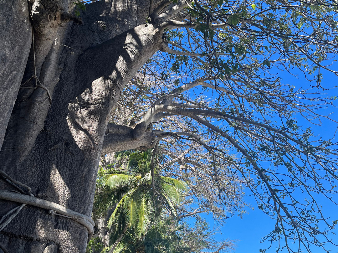 Plage de N'Gouja-Kanikeli必去景点