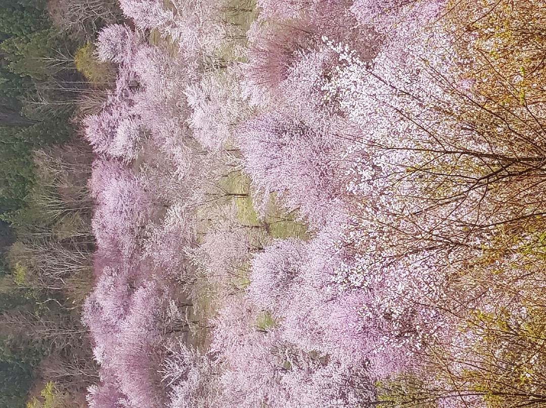 Sakura Pass景点图片