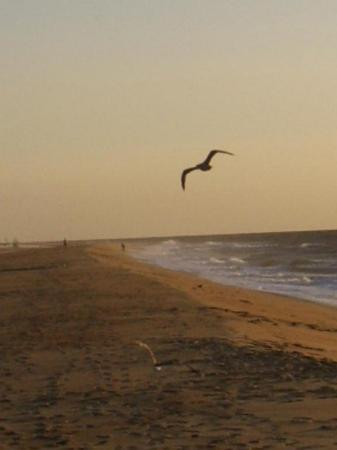 洋城海滩-大洋城必去景点