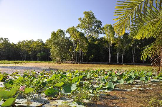 Centenary Lakes - Cairns Botanic Gardens景点图片