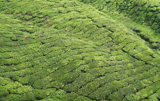 Boh's Tea Centre-金马仑高原必去景点