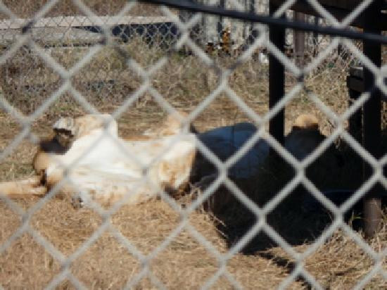 The Wild Animal Sanctuary - Texas-Boyd必去景点