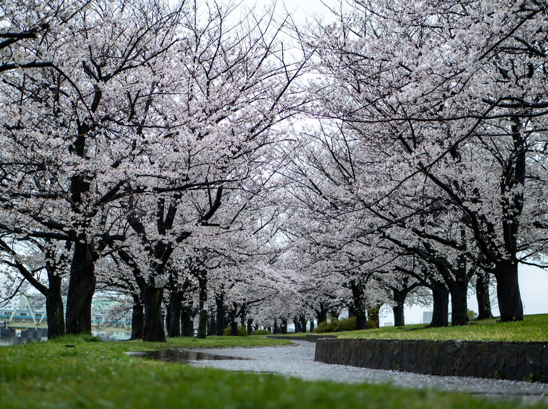 Arakawa Akabane Cherry Blossoms-北区必去景点