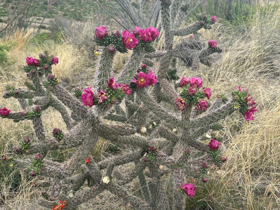 Fort Bowie National Historic Site-Willcox必去景点