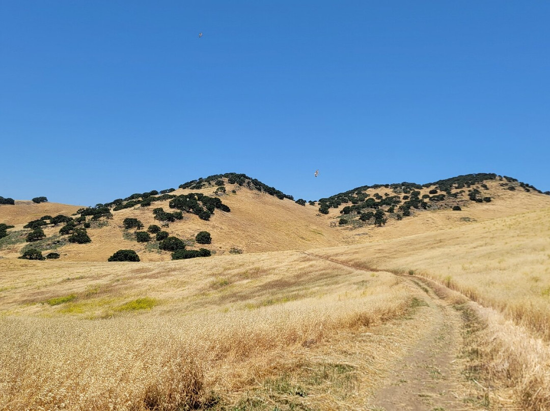 Brushy Peak Regional Preserve-利佛摩必去景点