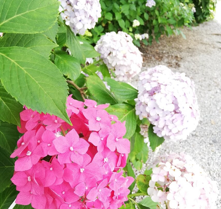 Mimo Shrine-一宫市必去景点