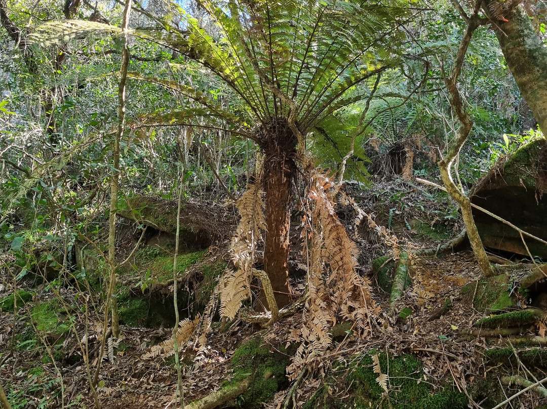 Gruta de los Helechos-Tacuarembo必去景点