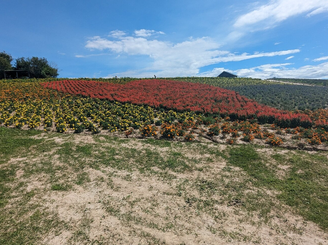 Kanno Firm-上富良野町必去景点