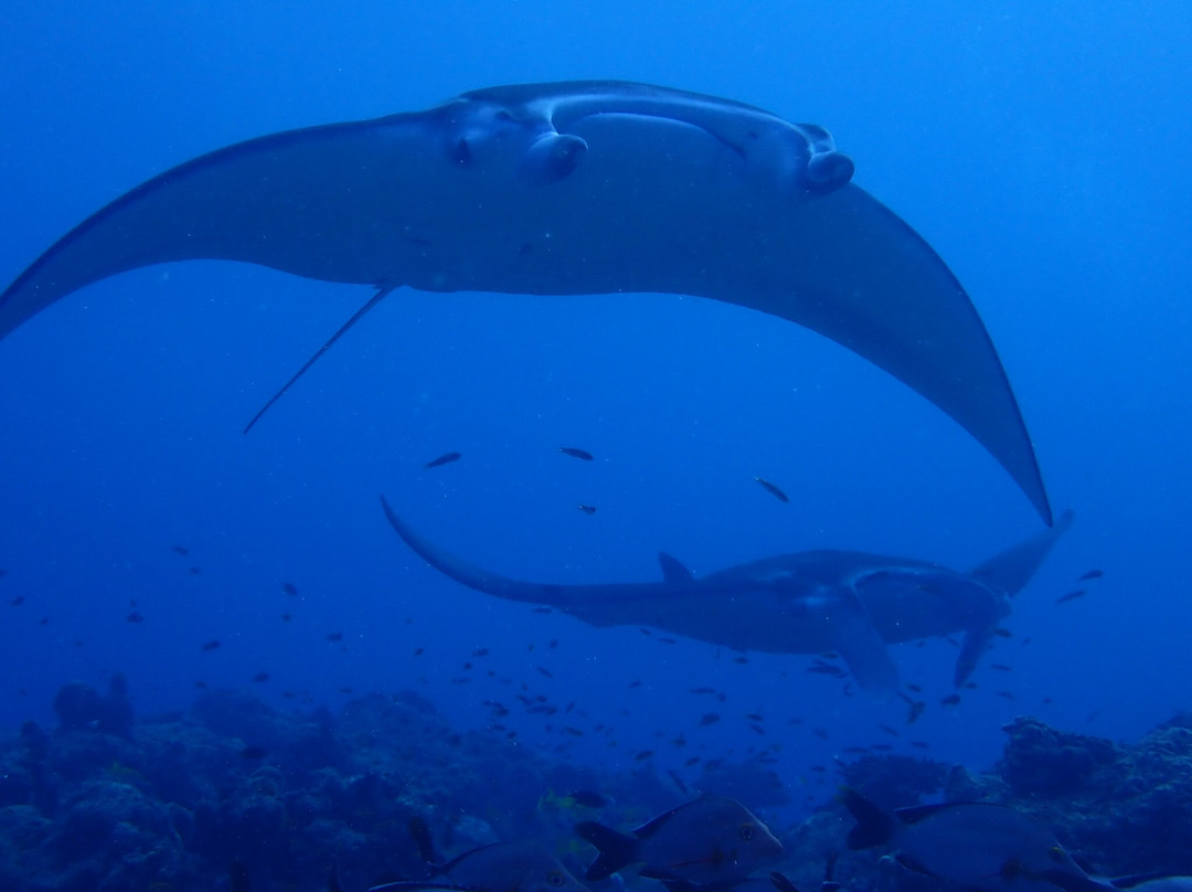 Manta Expeditions - Maldives