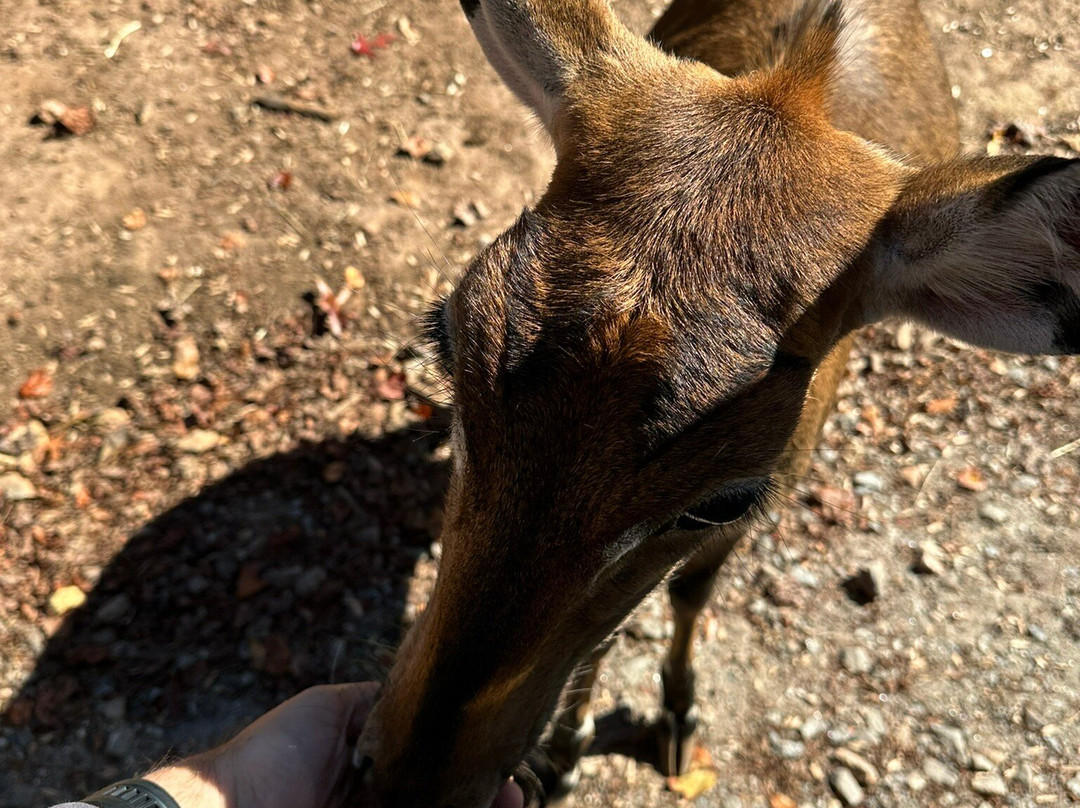 North Georgia Wildlife Park景点图片