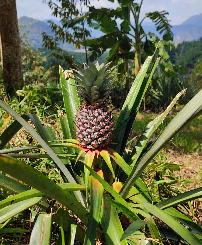 索克雨林度假村主图