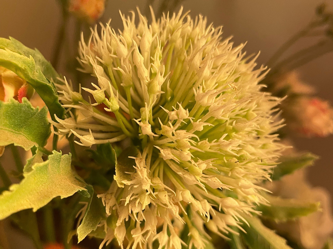 Sophia Mural-Goorambat必去景点