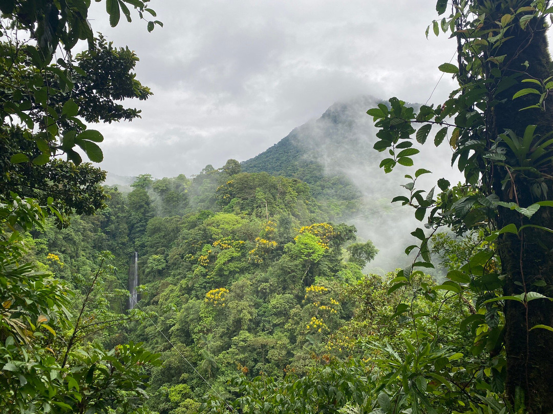 Children's Eternal Rain Forest景点图片