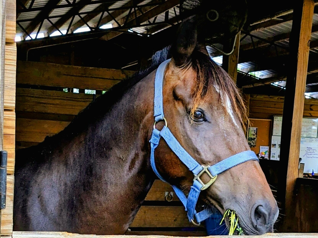 Cheyne Ranch, Inc.-Oviedo必去景点