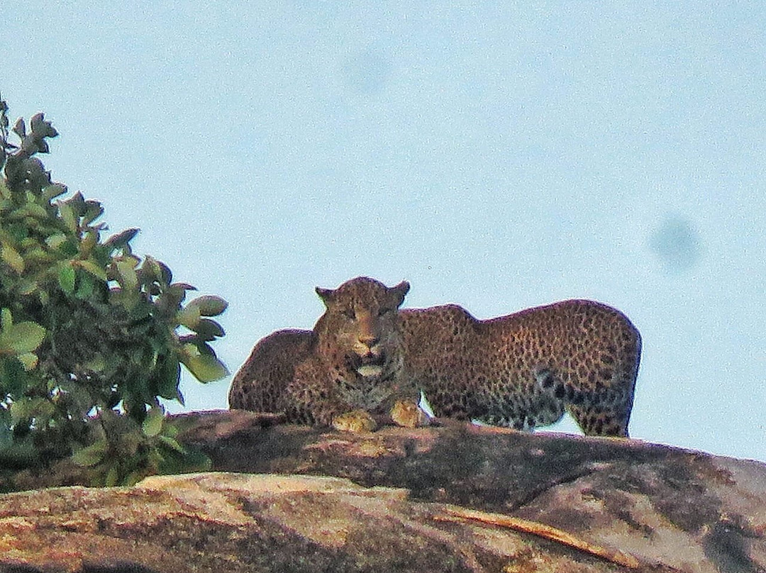 Dinuka Safari-蒂瑟默哈拉默必去景点