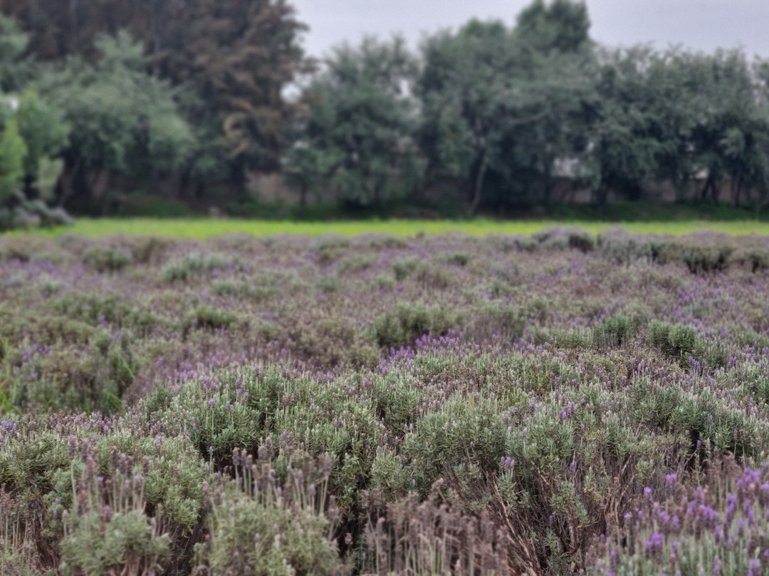 Tranvias Veracruz-韦拉克鲁斯必去景点
